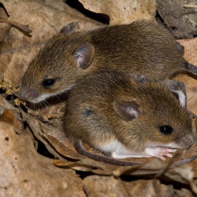 Уничтожения мышей в частном доме в Сыктывкаре?