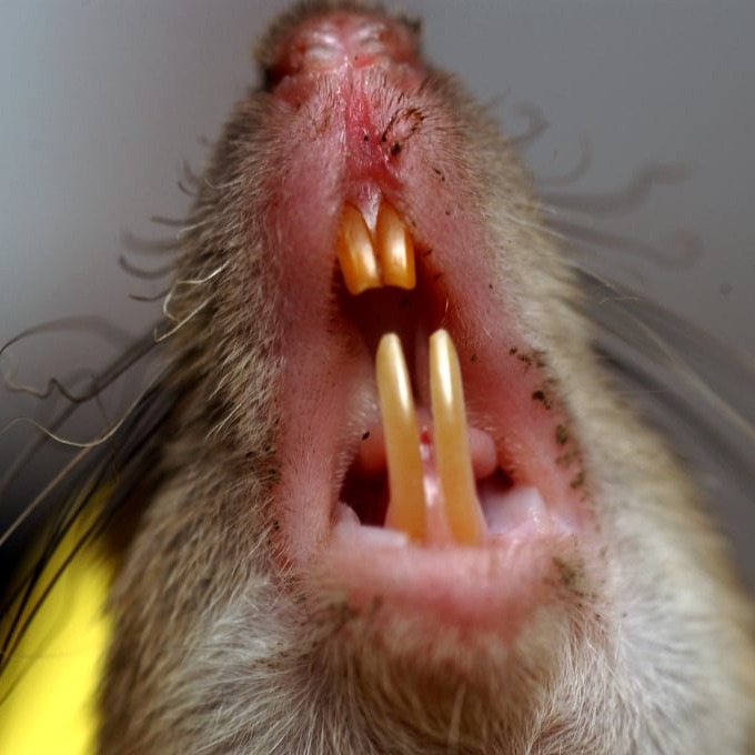 Дератизация крыс в Сыктывкаре?